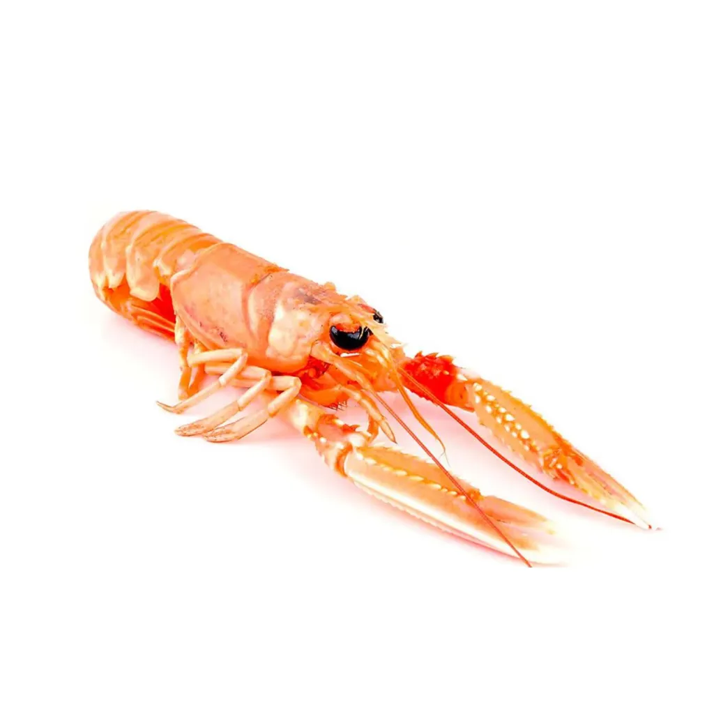 SCAMPI IRLADA 26/35 1.35KG 海螯虾