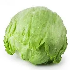 INSALATA ICEBER 沙拉球
