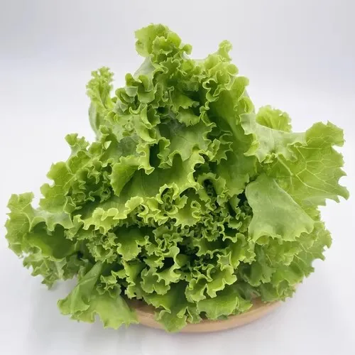 INSALATA GENTILE 摆盘沙拉