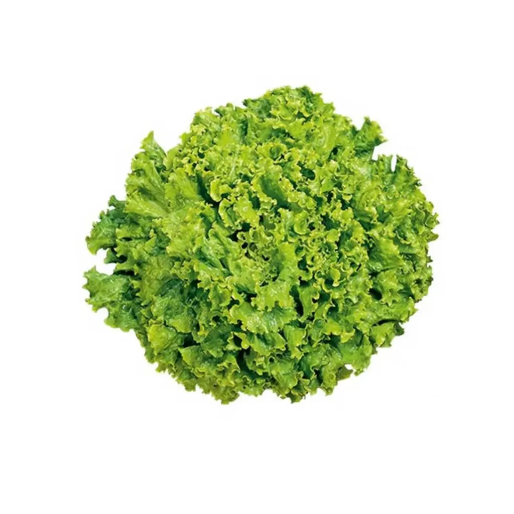 INSALATA GENTILE 摆盘沙拉