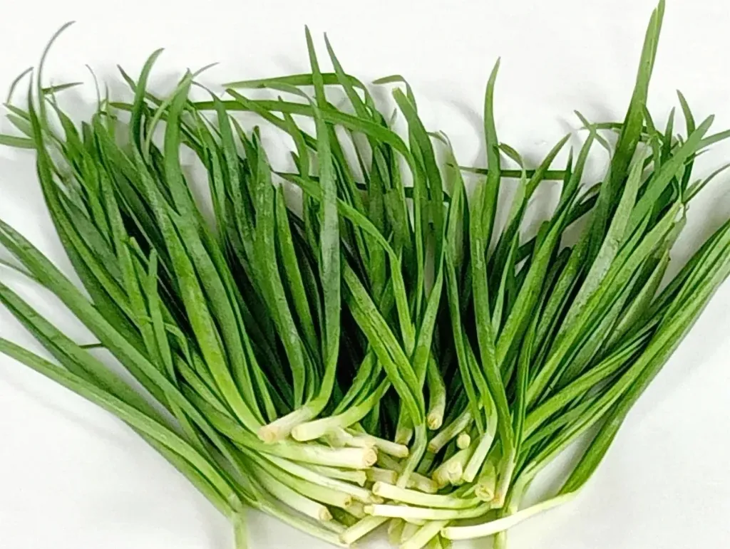 ERBA CIPOLLINA 小小葱 30G