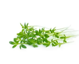 AFFILLA CRESS 摆盘豌豆苗