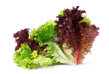 INSALATA SPUMIGLIA 花边沙拉菜