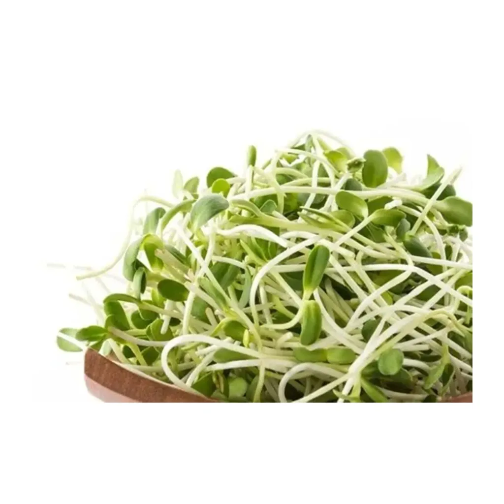 germogli di soia verdi 绿豆芽