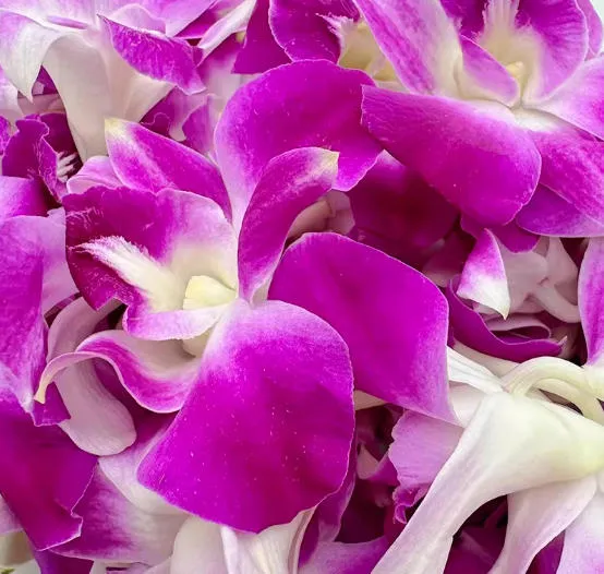 FIORI ORCHIDEA 兰花