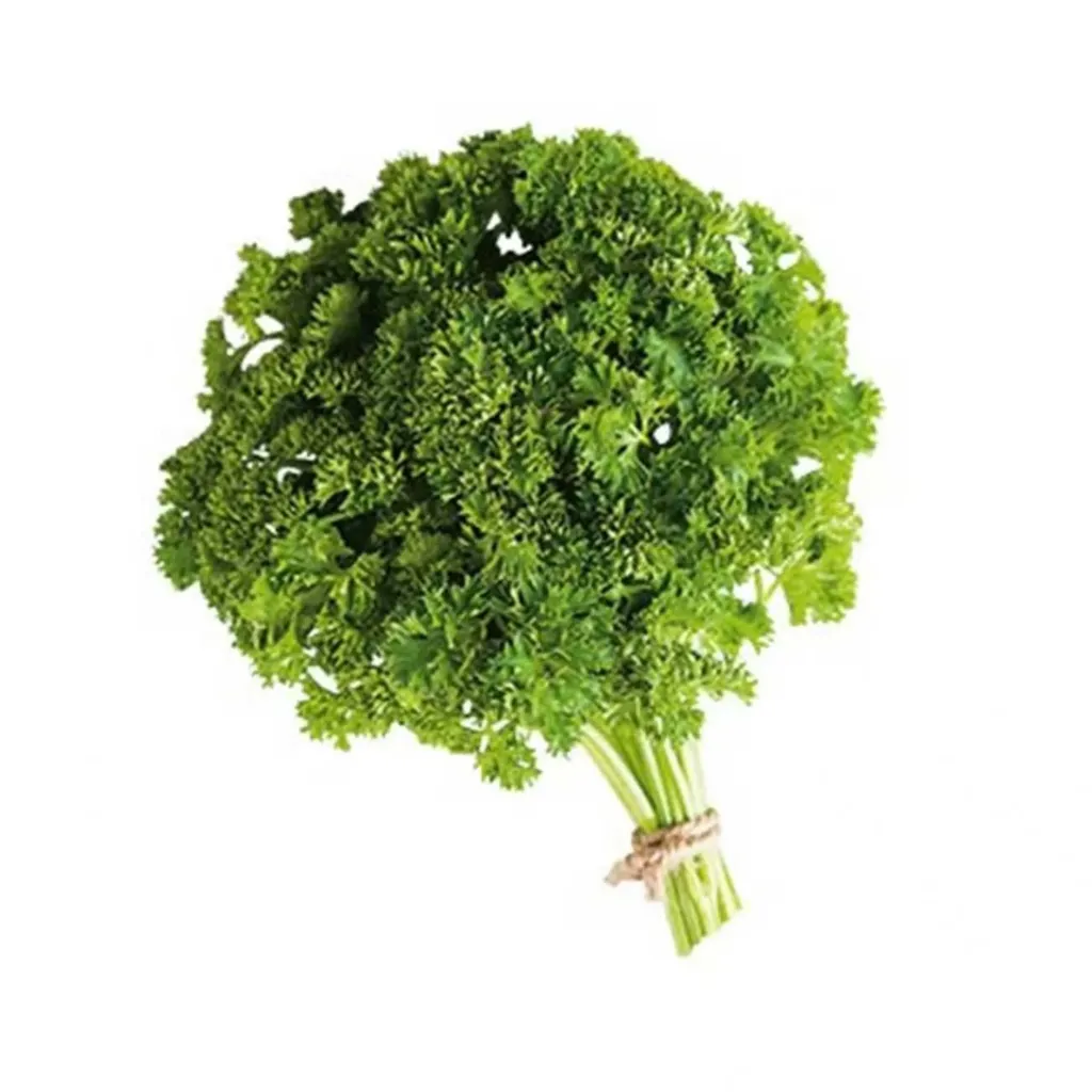 [F8049] PREZZEMOLO RICCIO  摆盘草 200GR 3盒装