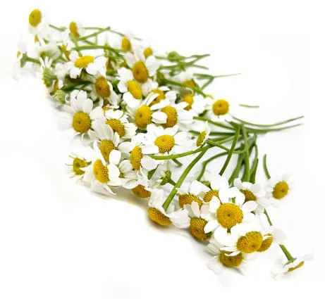 [F8056] MARGHERITTA 摆盘雏菊/鲜花