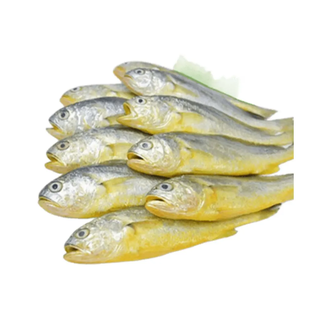 [C3012] CORVINA OCEANICA CONGELATA 800g 小黄鱼200/300