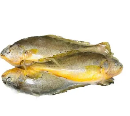 CORVINA OCEANICA CONGELATO 10 KG 冰冻大黄鱼