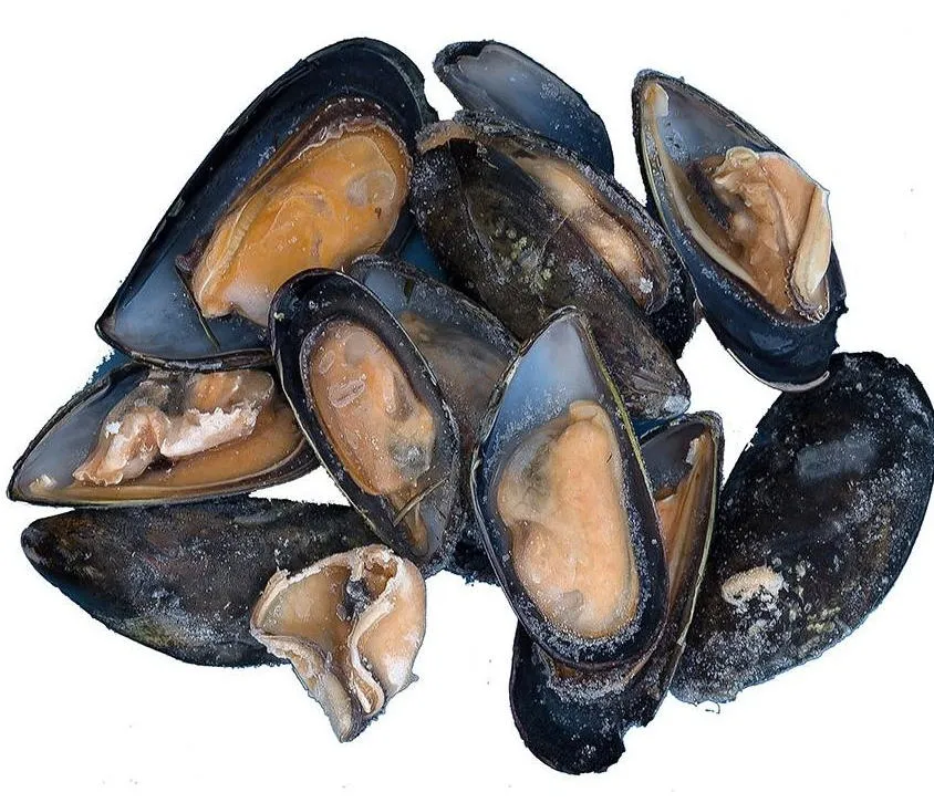 [C3032] COZZE CILENE 1/2 GUSCIO 10KG 智利黑色半壳淡菜