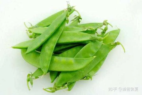TACCOLI 荷兰豆 SNOW PEAS